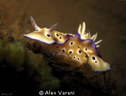 Chromodoris kuniei by Alex Varani 